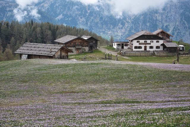 Hirzerhütte mit Krokuswiese